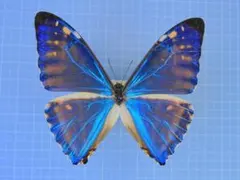 カキカモルフォf. paradisiaca 標本！ カキカモルフォf. paradisiaca 標本！ カキカモルフォf. paradisiaca