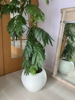 現品販売です！サボテン大王キリン・スクエアー白陶器鉢入り 現品販売