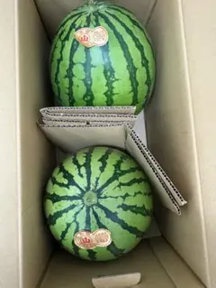 産地直送！小玉スイカ姫山笠5玉入！甘くて美味しい箱込9.5キロ前後