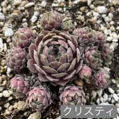 センペルビウム クラマーズスピナード - メルカリ