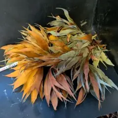 Miyuu【次回発送予定3/16（月）】様 リクエスト 2点 まとめ商品