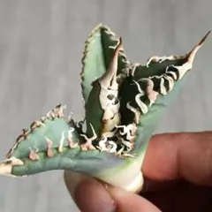 2026年最新】AGAVE godzillaの人気アイテム - メルカリ