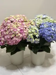 アジサイ 超美しい限定品種 新品種 桜のころ希少紫陽花6号鉢大苗 I