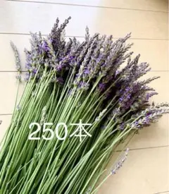 2026 잉글리시 라벤더 250