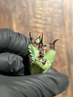 2025年最新】姫厳竜 子株の人気アイテム - メルカリ