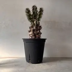 2025年最新】ユーフォルビア ムランジーナの人気アイテム - メルカリ