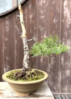 2026年最新】真柏の人気アイテム - メルカリ