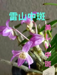 ★山野草　着生蘭★珍品　セッコク　特大株　紅タブ着生　超最高品です。 山野草の石田精華園 ⁄ 着生ラン