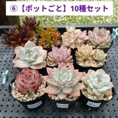 多肉植物 エケベリア ミックスベリア 入10苗セット② ポットごと発送し