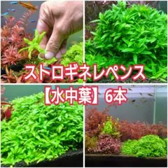 Ricky様 リクエスト 2点 まとめ商品