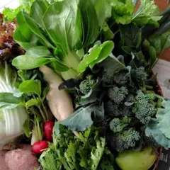 野菜セットコンパクト