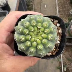 サボテン ギムノカリキウム 瑞昌玉実生苗のサムネイル