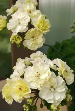超レアゼラニウム開花苗 - メルカリ