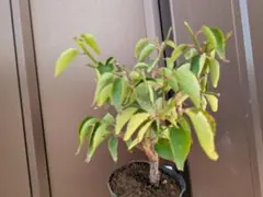 梅　ミニ盆栽　素材にものサムネイル