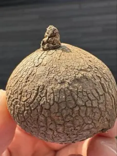 しのんまま様 リクエスト 2点 まとめ商品