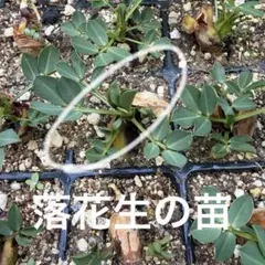 【マロモコママ様専用】落花生★2苗★無農薬★消毒無し★