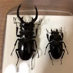 大分県 オオクワガタ 野外品 - メルカリ