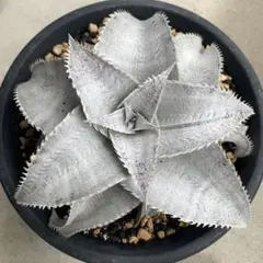 AYA⭐︎セール中様 リクエスト 2点 まとめ商品