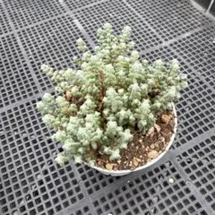 ma.yu.mi様 リクエスト 2点 まとめ商品