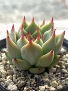 ぽんすけ♡必ずプロフィール読んで下さいね様 リクエスト 2点 まとめ商品