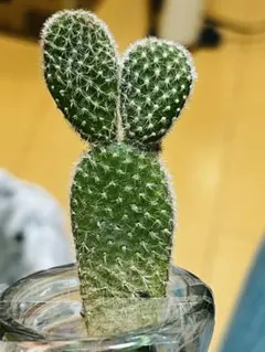 2026年最新】ウチワサボテンの人気アイテム - メルカリ