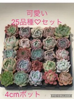 多肉植物 可愛い25品種♡小苗セット⑬のサムネイル