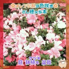2026年最新】皐月 苗の人気アイテム - メルカリ