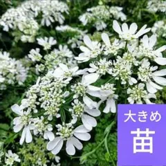 sazanka様 リクエスト 3点 まとめ商品