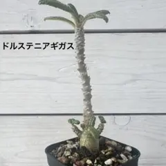 早い者勝ち☆大特価】 ドルステニア ギガス ブラータ 短葉 シルバー