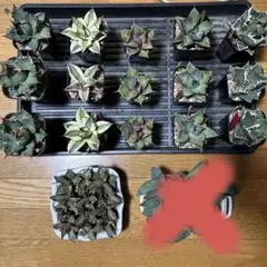 2026年最新】アガベ ブラックダイヤモンドの人気アイテム - メルカリ