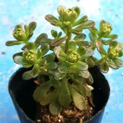 yayasan3様 リクエスト 2点 まとめ商品