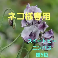 ネコ※プロフィールお読みください様 リクエスト 2点 まとめ商品