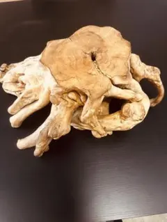 流木 インテリア装飾 自然な形状