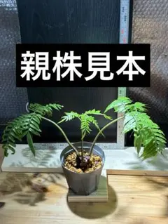 【希少】リュウビンタイ【小苗】のサムネイル
