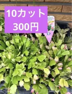 デンマークカクタス　カット挿し穂　12枚　種類いろいろのサムネイル