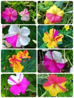 ジャッキー様 リクエスト 2点 まとめ商品