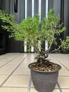 盆栽　糸魚川真柏　山木　文人　双幹 2025年最新】糸魚川真柏の人気アイテム - メルカリ