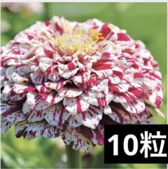 タキコ様 リクエスト 2点 まとめ商品