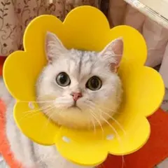 エリザベスカラー ねこ いぬ 猫 犬 キズ舐め防止 Mサイズ