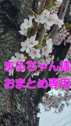 Okameinko❣️まるちゃん様 リクエスト 2点 まとめ商品