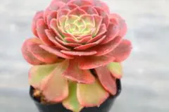2026年最新】観葉植物 アエオニウムの人気アイテム - メルカリ