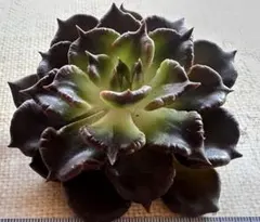 に*こ様 1531 新入荷　ブラックマディバ　多肉植物　エケベリア　撮影1月19
