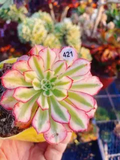 2025年最新】錦 アエオニウムの人気アイテム - メルカリ