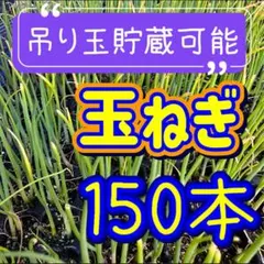 2026年最新】玉ねぎ苗の人気アイテム - メルカリ