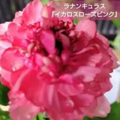 2026年最新】ラナンキュラス イカロスの人気アイテム - メルカリ