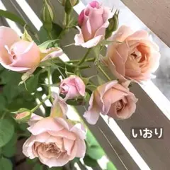 Rose様 リクエスト 2点 まとめ商品