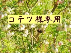 2026年最新】ブルーベリー穂木の人気アイテム - メルカリ