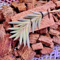 ハ*ル様 Tillandsia capillaris HR**** 2026年最新】TiLL capillarisの人気アイテム - メルカリ