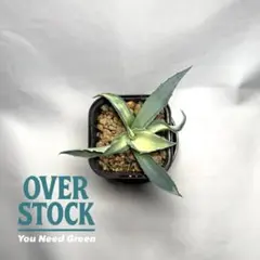 2025年最新】アガベアウェイクニングエンジェルの人気アイテム - メルカリ