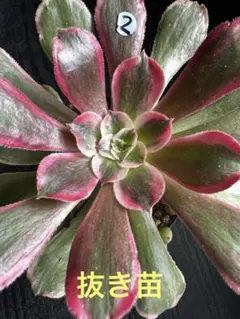 タ*ー様 鳳凰錦 アエオニウム 抜き苗 多肉植物 - メルカリ